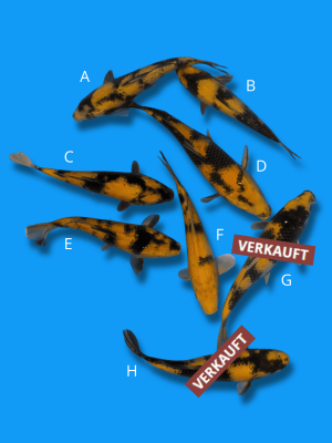 Ki Utsuri und Ki Bekko | Koi&Co